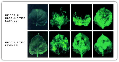 N Mediated TMV Resistance is attenuated in NPKI- plants