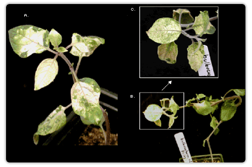 Figure 1. Virus-induced gene silencing of PDS. A) Seed-geminated S. bulbocastanum. B) Tuber-generated S. bulbocastanum. C) Close up of PDS-silenced region of tuber-generated S. bulbocastanum.