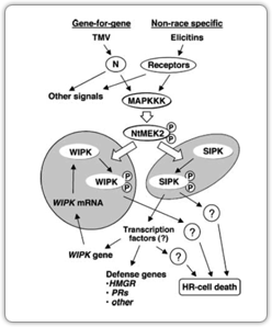 Depiction of the functions and interrelationship between SIPK and WIPK in tobacco defense signaling.
