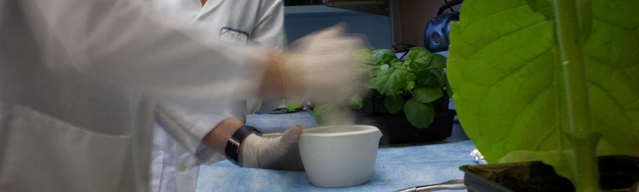 Mortar and pestle work, in the lab